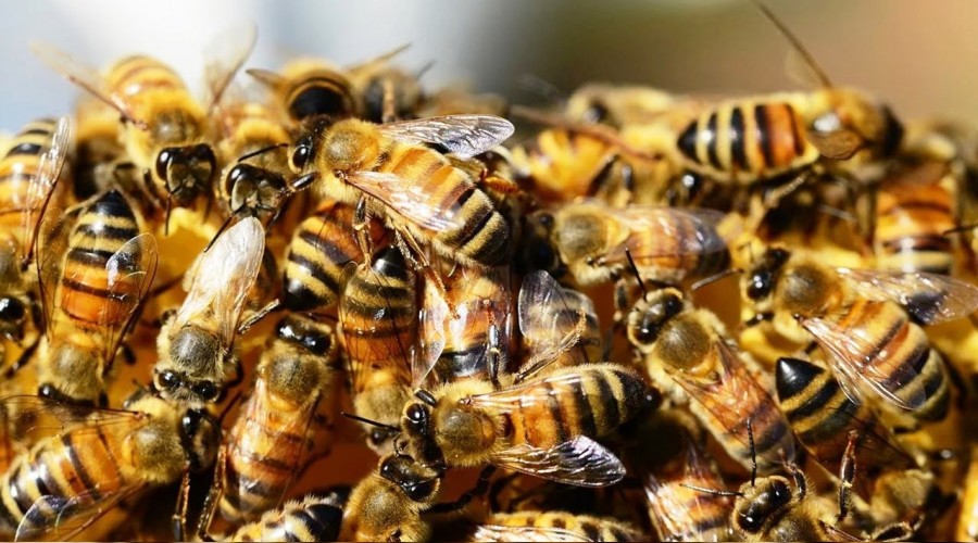 Kars'ta firari arılar şehir merkezine indi