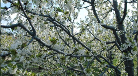 Kiraz ağaçlarının doyumsuz güzelliği