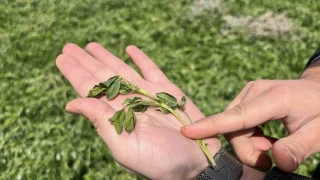 Konya Ovası'nda karsız sezon endişesi