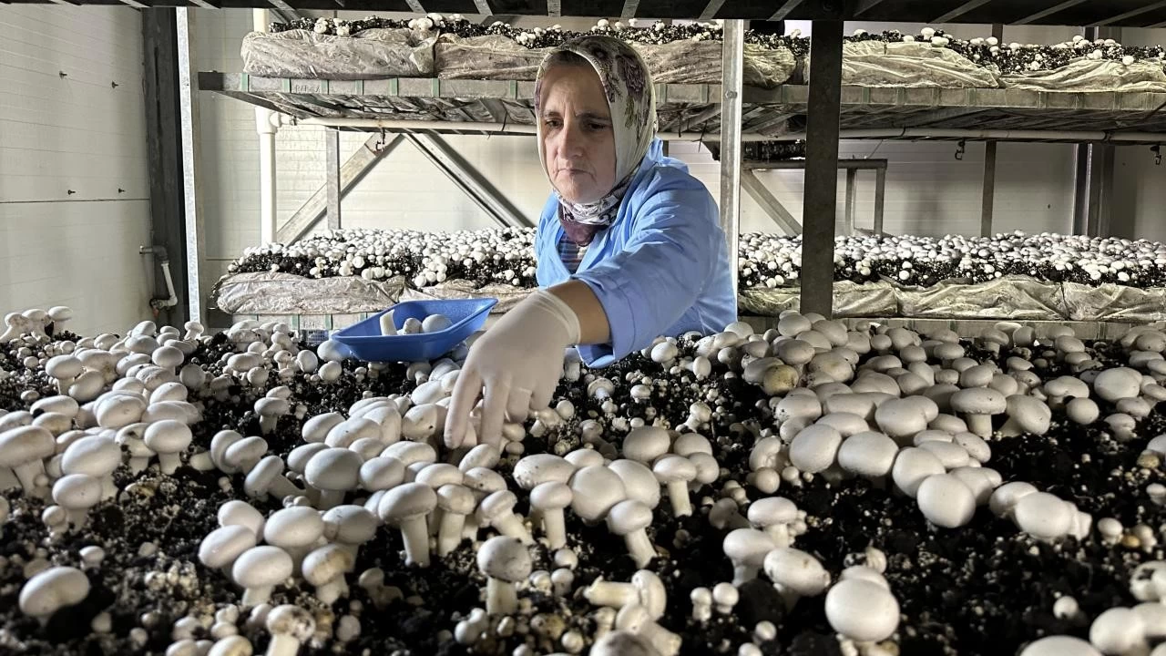 Kültür mantarı üretiminde ortam koşulları çok önemli