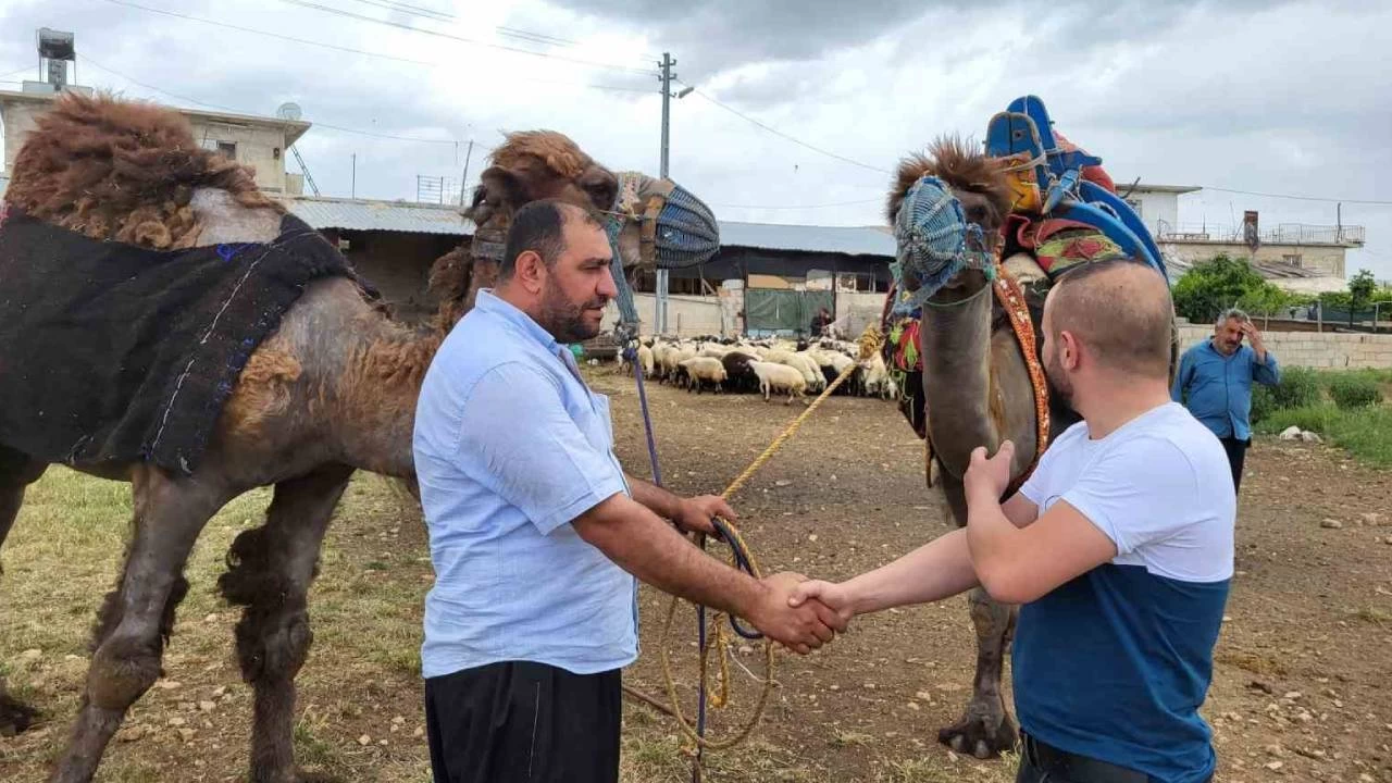 Kurbanlık develer 300 bin TL'den satıldı