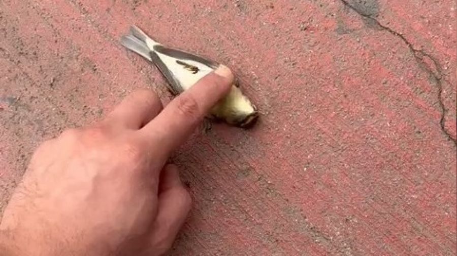 Kuşu kalp masajıyla hayata döndürdü