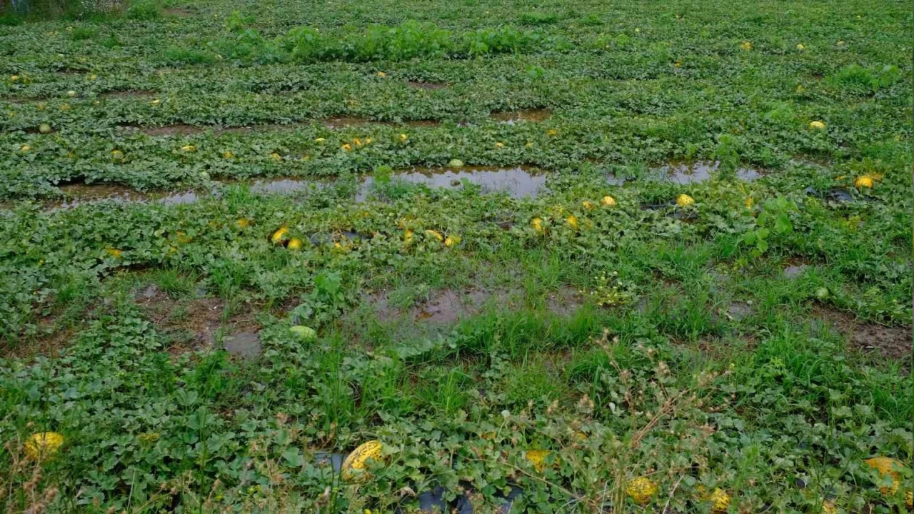 Kuvvetli yağış, Bafra Ovası'nda tarım arazilerini vurdu
