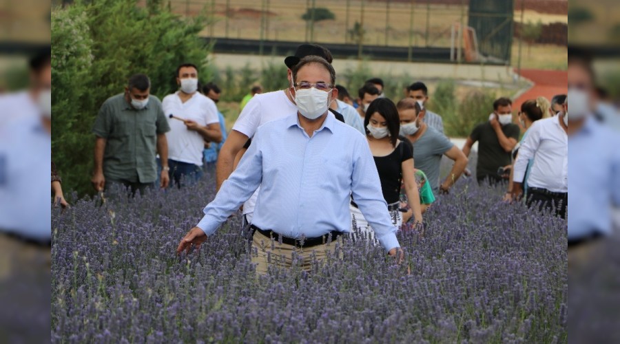 Lavanta üretimi kazandırıyor