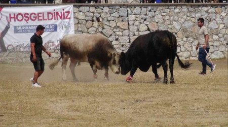 Milas'ta boa greleri nefes kesti