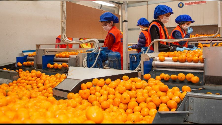 Narenciyede umutlar şimdilik iyi