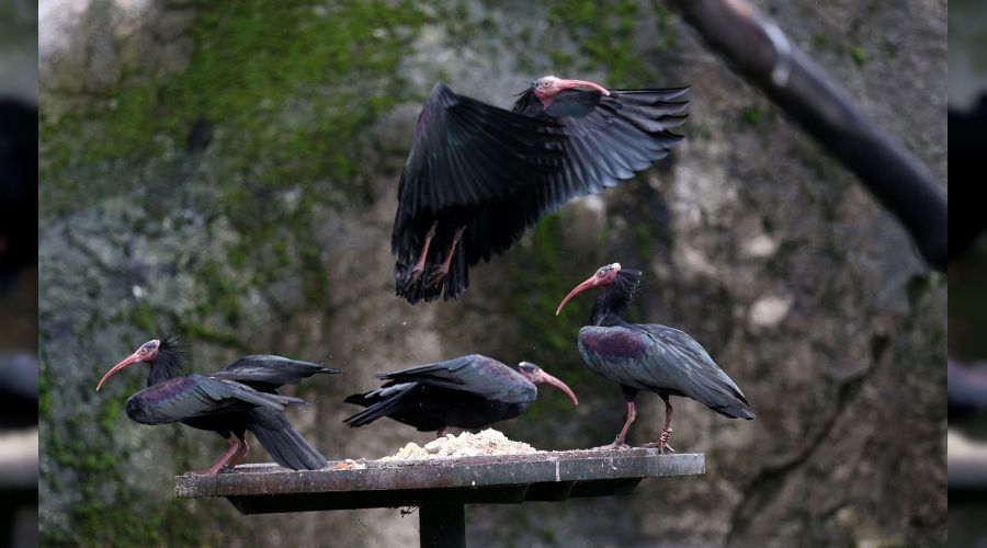 Nesli tükenmekte olan kelaynakların sayısı Bursa’da artıyor