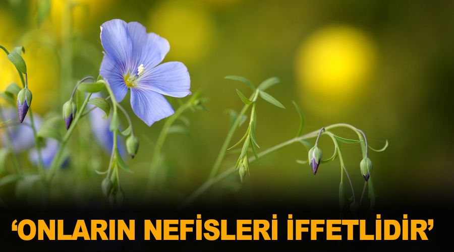 Onlarn nefisleri iffetlidir