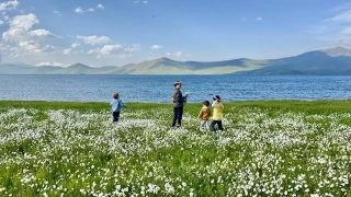 Papatya tarlas fotoraflarn gzdesi oldu