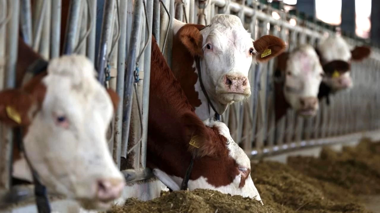 Potansiyeline rağmen hayvancılık sektörü can çekişiyor