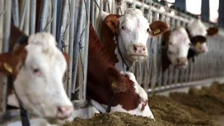 Potansiyeline rağmen hayvancılık sektörü can çekişiyor