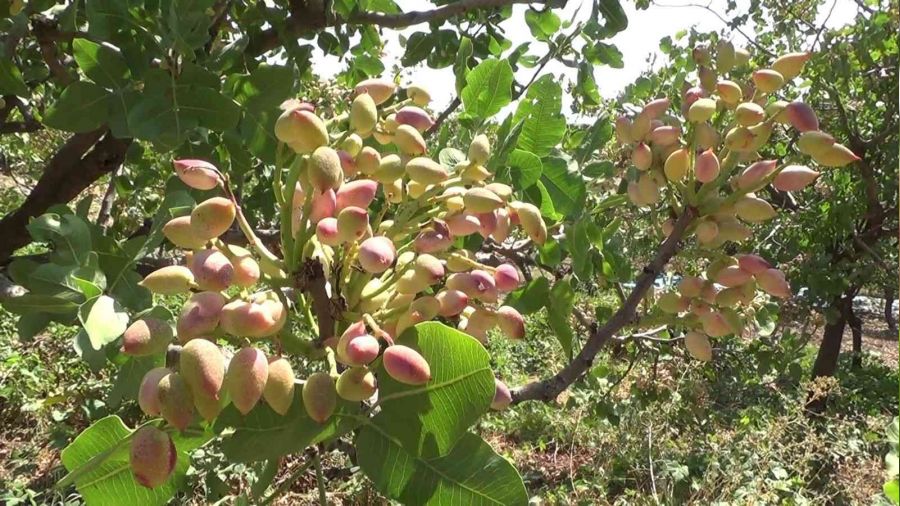 Siirt'te fıstık hasadı sona erdi