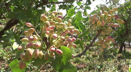 Siirt'te fıstık hasadı sona erdi