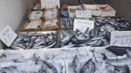 Sinop'ta palamut 10 liraya düştü