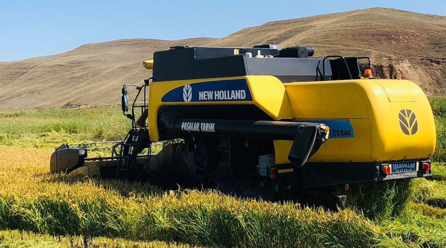 Sungurlu'da çeltik hasadı başladı