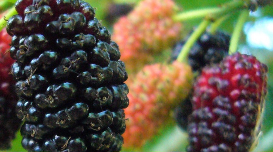 Tam bir sağlık deposu