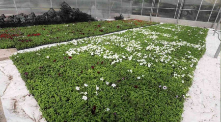 Yenimahalle kendi çiçeğini kendi üretiyor