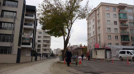 Yol ortasında kalan asırlık ağaç korumaya alındı