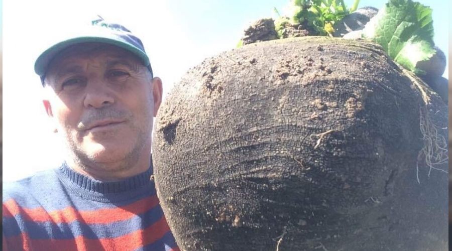 6.5 kiloluk turp görenleri hayrete düşürüyor