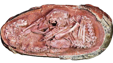 66 milyon yıllık olduğu tahmin ediliyor