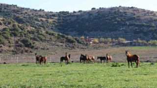Adana milyonluk İngiliz ve Arap atlarının yetişme alanı oldu
