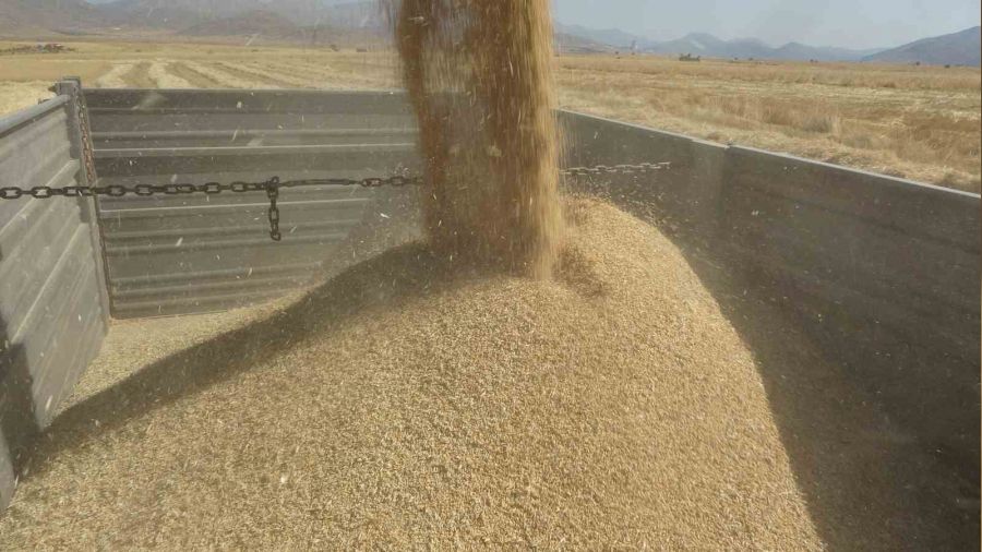 Adana'da buğday hasadı, verim üreticinin yüzünü güldürdü