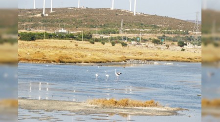 Alaçatı kuşlarıyla da turist çekecek