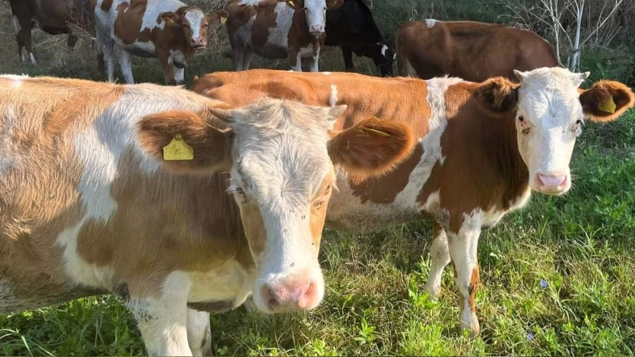 Anadolu'dan Trakya'ya kaçak hayvan sevkine ceza