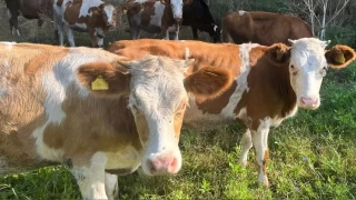 Anadolu'dan Trakya'ya kaçak hayvan sevkine ceza