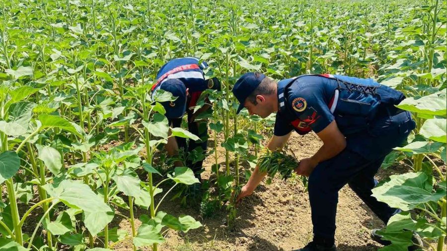 Ayçiçeği tarlalarına kenevir ekmişler