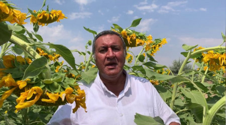 'Ayçiçek fiyatı çiftçiyi mutlu etmedi'