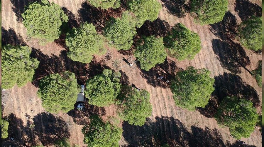 Ayvalık'ta çam fıstığı arazisi icradan satılıyor