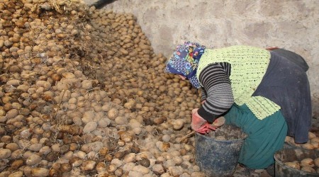 Bağcılar Belediyesi 100 ton patates aldı