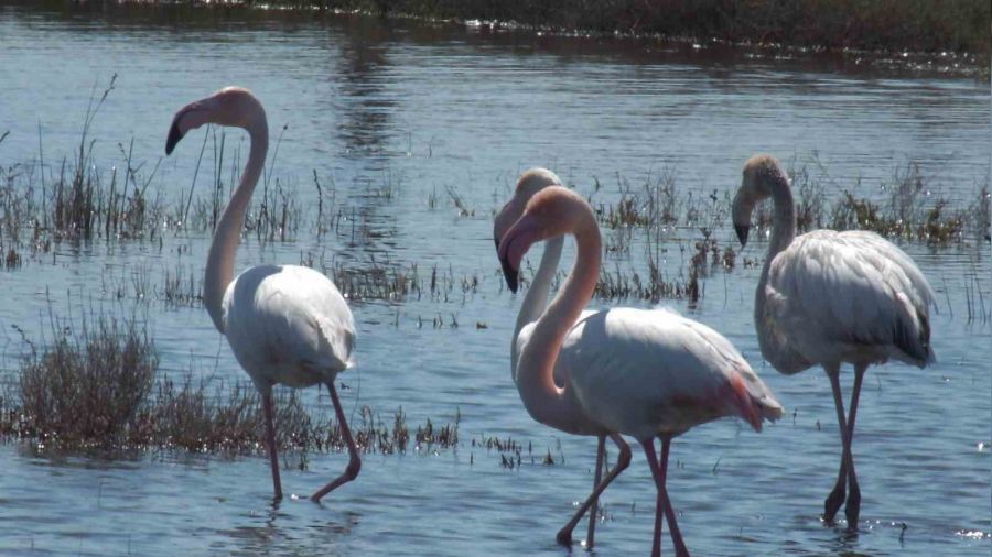 Balkesir sahillerinde Flamingo gzellii yaanyor