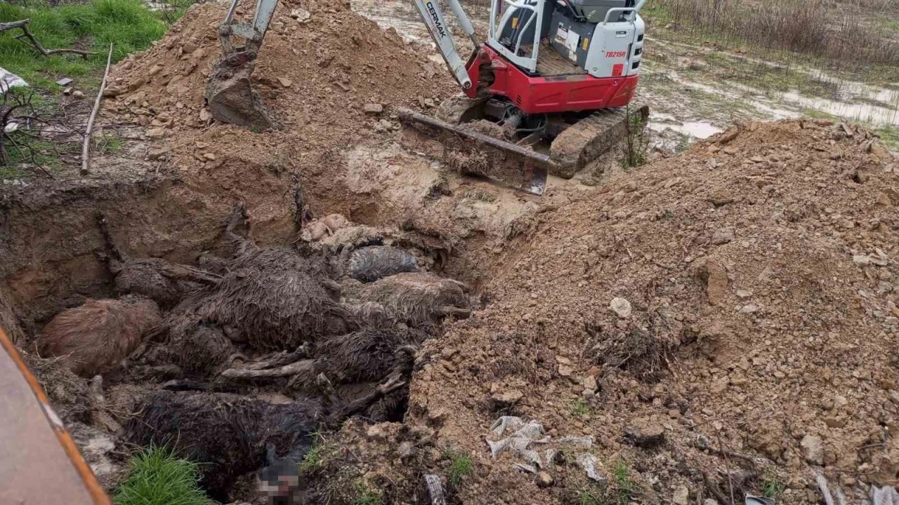 Bir ayda ikinci kez kpekler alna saldrd, 62 kkba hayvan telef oldu