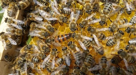 Bölgesel yağışlar bal rekoltesini düşürdü