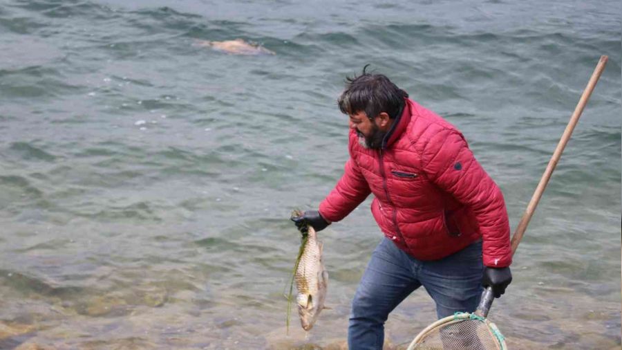 Bolu'da balık ölümlerine ilişkin adli soruşturma başlatıldı