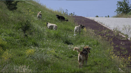 Bu ülkede köpekler bile çete kuruyor!