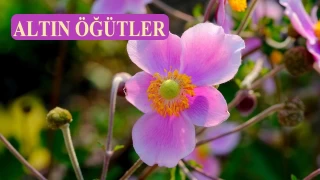 Cenneti isteyen O’nun velayetine uyar