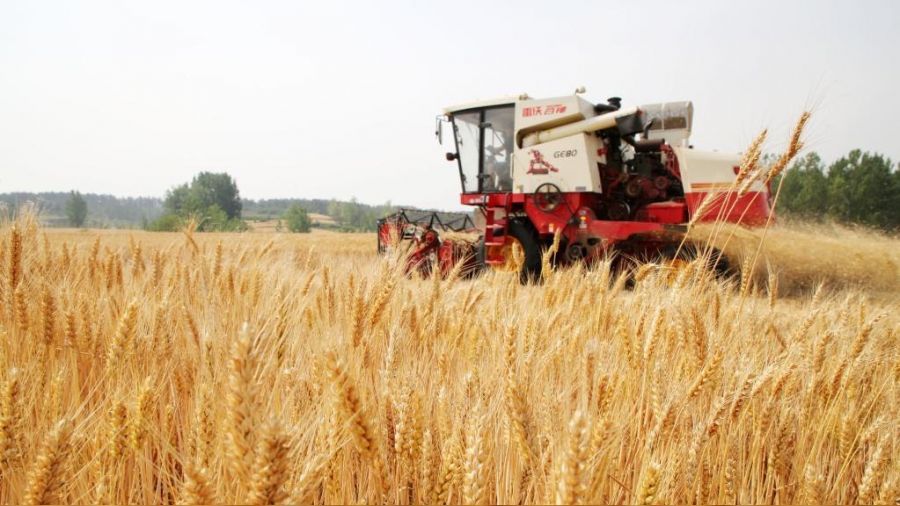 Çin, tarımda üretim rekoru kırıyor