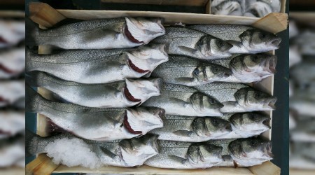 Çin'e su ürünleri ihracatı başlıyor