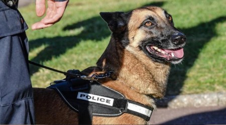 Covid-19 hastalarını köpekler tespit ediyor