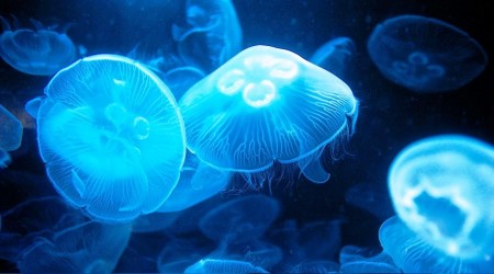 Denizanası istilasının sebebi kuraklık