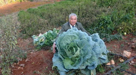 Dev lahanalar görenleri şaşırtıyor