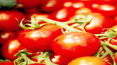 Domatesin ateşini 'sera' düşürecek