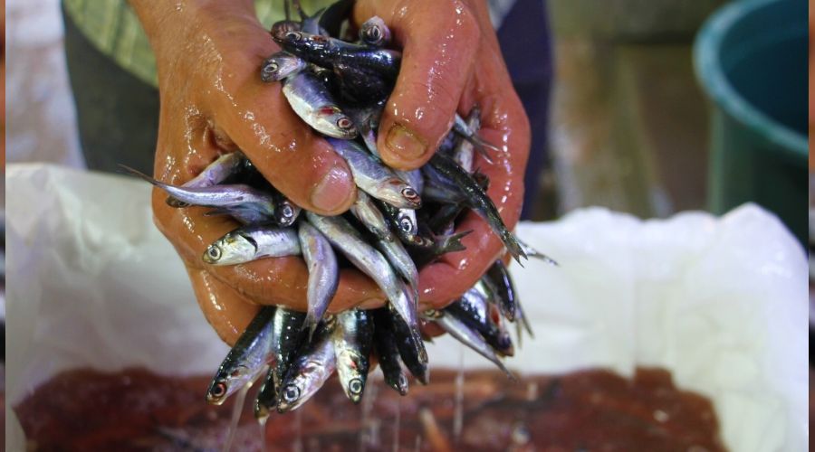 Elazığ'da balıklar tezgahlardaki yerini aldı