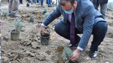 Emet'te 6 bin 500 fidan toprakla buluştu