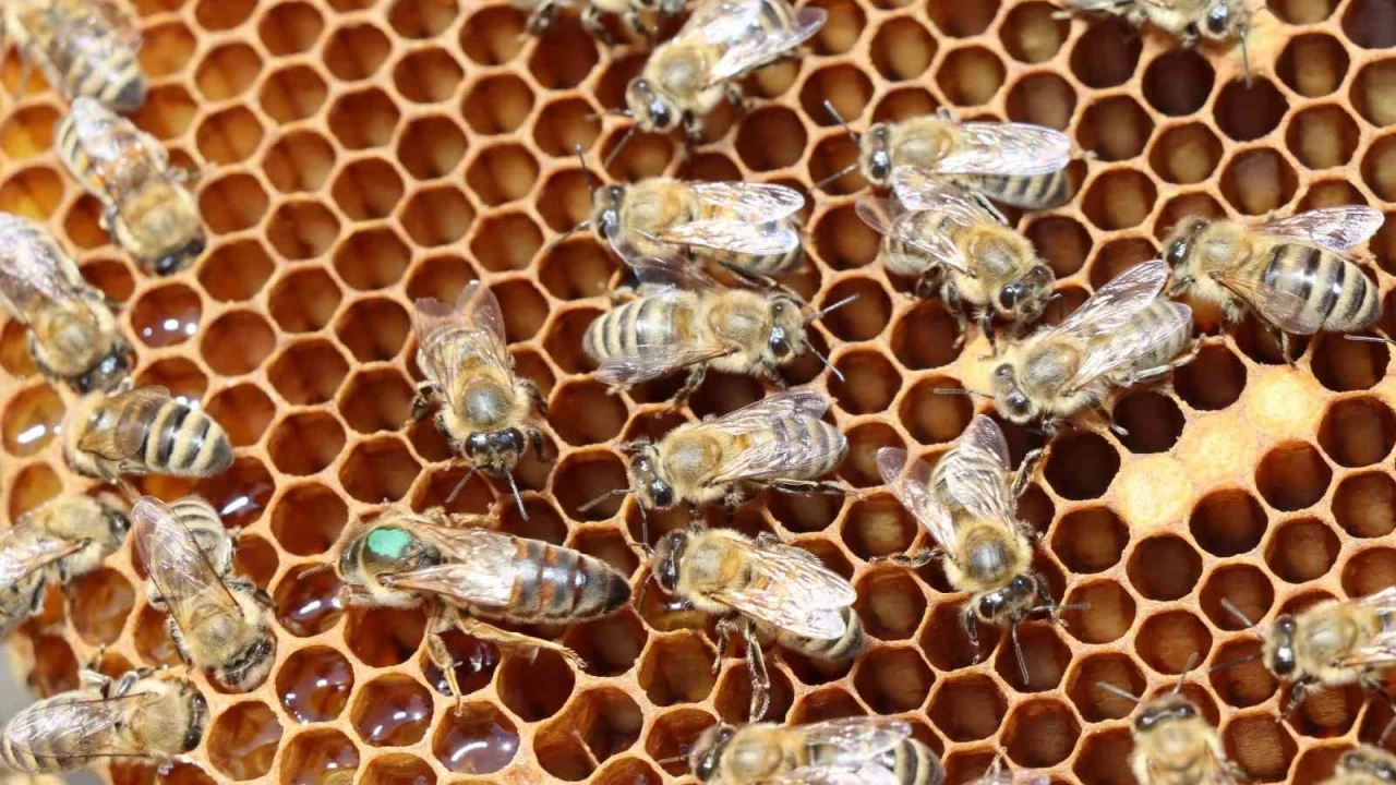 Erzurum'da arıcılara ana arı üretimi öğretildi