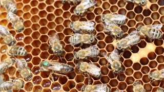 Erzurum'da arıcılara ana arı üretimi öğretildi