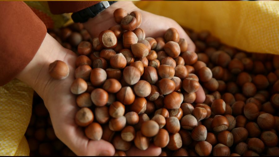 Fındık ihracatında kan kaybı sürüyor